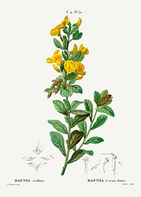 Rafnia triflora from Trait&eacute; des Arbres et Arbustes que l&rsquo;on cultive en France en pleine terre (1801&ndash;1819) by <a href="https://www.rawpixel.com/search/Redout%C3%A9?sort=curated&amp;page=1">Pierre-Joseph Redout&eacute;</a>. Original from the New York Public Library. Digitally enhanced by rawpixel.