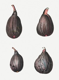 Vintage figs fruit collection illustration
