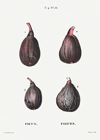 Figs (Ficus) from Trait&eacute; des Arbres et Arbustes que l&rsquo;on cultive en France en pleine terre (1801&ndash;1819) by <a href="https://www.rawpixel.com/search/Redout%C3%A9?sort=curated&amp;page=1">Pierre-Joseph Redout&eacute;</a>. Original from the New York Public Library. Digitally enhanced by rawpixel.