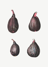 Vintage figs fruit collection vector