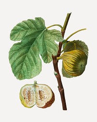 Vintage fig fruits plant set vector