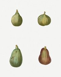 Vintage figs branch plant illustration