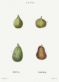 Figs, Ficus from Trait&eacute; des Arbres et Arbustes que l&rsquo;on cultive en France en pleine terre (1801&ndash;1819) by <a href="https://www.rawpixel.com/search/Redout%C3%A9?sort=curated&amp;page=1">Pierre-Joseph Redout&eacute;</a>. Original from the New York Public Library. Digitally enhanced by rawpixel.