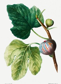 Beautiful vintage figs plant illustration