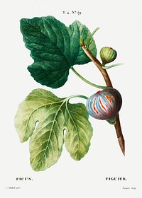 Figs (Ficus) from Trait&eacute; des Arbres et Arbustes que l&rsquo;on cultive en France en pleine terre (1801&ndash;1819) by<a href="https://www.rawpixel.com/search/Redout%C3%A9?sort=curated&amp;page=1"> Pierre-Joseph Redout&eacute;</a>. Original from the New York Public Library. Digitally enhanced by rawpixel.