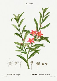 Willow-leaved crowea, Crowea saligna from Trait&eacute; des Arbres et Arbustes que l&rsquo;on cultive en France en pleine terre (1801&ndash;1819) by <a href="https://www.rawpixel.com/search/Redout%C3%A9?sort=curated&amp;page=1">Pierre-Joseph Redout&eacute;</a>. Original from the New York Public Library. Digitally enhanced by rawpixel.