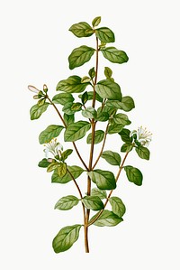 Vintage white correa branch plant vector