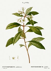 Sweet pittosporum, Pittosporum undulatum from Trait&eacute; des Arbres et Arbustes que l&rsquo;on cultive en France en pleine terre (1801&ndash;1819) by <a href="https://www.rawpixel.com/search/Redout%C3%A9?sort=curated&amp;page=1">Pierre-Joseph Redout&eacute;</a>. Original from the New York Public Library. Digitally enhanced by rawpixel.