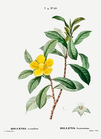 Snake vine (Dillenia scandens) from Trait&eacute; des Arbres et Arbustes que l&rsquo;on cultive en France en pleine terre (1801&ndash;1819) by <a href="https://www.rawpixel.com/search/Redout%C3%A9?sort=curated&amp;page=1">Pierre-Joseph Redout&eacute;</a>. Original from the New York Public Library. Digitally enhanced by rawpixel.