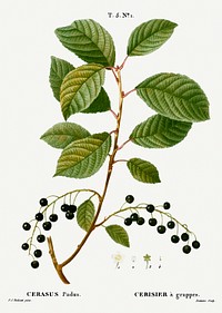 Bird cherry, Cerasus padus from Trait&eacute; des Arbres et Arbustes que l&rsquo;on cultive en France en pleine terre (1801&ndash;1819) by <a href="https://www.rawpixel.com/search/Redout%C3%A9?sort=curated&amp;page=1">Pierre-Joseph Redout&eacute;</a>. Original from the New York Public Library. Digitally enhanced by rawpixel.