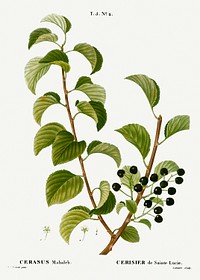 St. Lucie cherry, Cerasus mahaleb from Trait&eacute; des Arbres et Arbustes que l&rsquo;on cultive en France en pleine terre (1801&ndash;1819) by <a href="https://www.rawpixel.com/search/Redout%C3%A9?sort=curated&amp;page=1">Pierre-Joseph Redout&eacute;</a>. Original from the New York Public Library. Digitally enhanced by rawpixel.