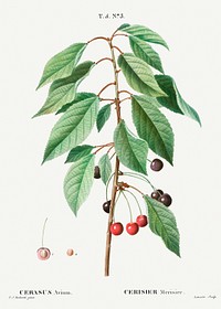 Wild cherry, Cerasus avium from Trait&eacute; des Arbres et Arbustes que l&rsquo;on cultive en France en pleine terre (1801&ndash;1819) by <a href="https://www.rawpixel.com/search/Redout%C3%A9?sort=curated&amp;page=1">Pierre-Joseph Redout&eacute;</a>. Original from the New York Public Library. Digitally enhanced by rawpixel.