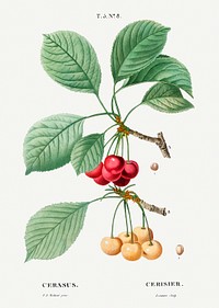 Cherry, Cerasus from Trait&eacute; des Arbres et Arbustes que l&rsquo;on cultive en France en pleine terre (1801&ndash;1819) by <a href="https://www.rawpixel.com/search/Redout%C3%A9?sort=curated&amp;page=1">Pierre-Joseph Redout&eacute;</a>. Original from the New York Public Library. Digitally enhanced by rawpixel.