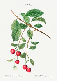 Cherry, Cerasus from Trait&eacute; des Arbres et Arbustes que l&rsquo;on cultive en France en pleine terre (1801&ndash;1819) by <a href="https://www.rawpixel.com/search/Redout%C3%A9?sort=curated&amp;page=1">Pierre-Joseph Redout&eacute;</a>. Original from the New York Public Library. Digitally enhanced by rawpixel.