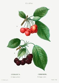 Cherry (Cerasus) from Trait&eacute; des Arbres et Arbustes que l&rsquo;on cultive en France en pleine terre (1801&ndash;1819) by <a href="https://www.rawpixel.com/search/Redout%C3%A9?sort=curated&amp;page=1">Pierre-Joseph Redout&eacute;</a>. Original from the New York Public Library. Digitally enhanced by rawpixel.