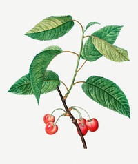 Vintage red cherry fruit illustration