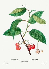 Cherry (Cerasus) from Trait&eacute; des Arbres et Arbustes que l&rsquo;on cultive en France en pleine terre (1801&ndash;1819) by<a href="https://www.rawpixel.com/search/Redout%C3%A9?sort=curated&amp;page=1"> Pierre-Joseph Redout&eacute;</a>. Original from the New York Public Library. Digitally enhanced by rawpixel.