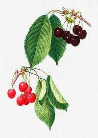 Vintage cherry fruit tree illustration