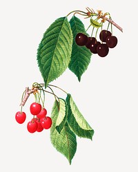 Vintage cherry fruit tree vector