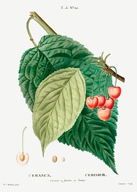 Cherry (Cerasus) from Trait&eacute; des Arbres et Arbustes que l&rsquo;on cultive en France en pleine terre (1801&ndash;1819) by <a href="https://www.rawpixel.com/search/Redout%C3%A9?sort=curated&amp;page=1">Pierre-Joseph Redout&eacute;</a>. Original from the New York Public Library. Digitally enhanced by rawpixel.