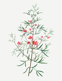 Vintage boronia pinnata branch plant illustration
