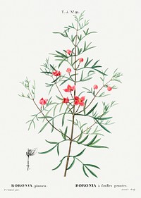Boronia pinnata from Trait&eacute; des Arbres et Arbustes que l&rsquo;on cultive en France en pleine terre (1801&ndash;1819) by <a href="https://www.rawpixel.com/search/Redout%C3%A9?sort=curated&amp;page=1">Pierre-Joseph Redout&eacute;</a>. Original from the New York Public Library. Digitally enhanced by rawpixel.