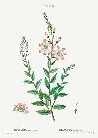 Tarflower, Bejaria racemosafrom Trait&eacute; des Arbres et Arbustes que l&rsquo;on cultive en France en pleine terre (1801&ndash;1819) by <a href="https://www.rawpixel.com/search/Redout%C3%A9?sort=curated&amp;page=1">Pierre-Joseph Redout&eacute;</a>. Original from the New York Public Library. Digitally enhanced by rawpixel.