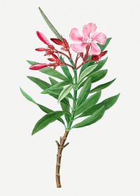 Vintage pink oleander plant illustration