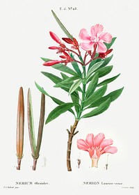 Oleander (Nerium oleander) from Trait&eacute; des Arbres et Arbustes que l&rsquo;on cultive en France en pleine terre (1801&ndash;1819) by <a href="https://www.rawpixel.com/search/Redout%C3%A9?sort=curated&amp;page=1">Pierre-Joseph Redout&eacute;</a>. Original from the New York Public Library. Digitally enhanced by rawpixel.