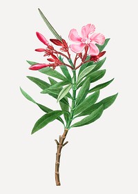 Vintage pink oleander plant vector
