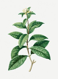 Vintage sweet osmanthus branch plant illustration