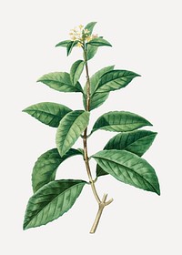 Vintage sweet osmanthus branch plant vector