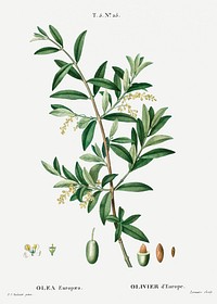 Green olive, Olea europaeafrom Trait&eacute; des Arbres et Arbustes que l&rsquo;on cultive en France en pleine terre (1801&ndash;1819) by <a href="https://www.rawpixel.com/search/Redout%C3%A9?sort=curated&amp;page=1">Pierre-Joseph Redout&eacute;</a>. Original from the New York Public Library. Digitally enhanced by rawpixel.