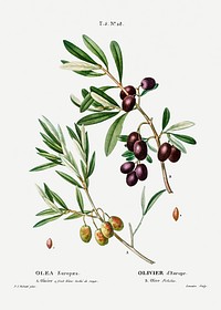 Olive (Olea Europ&aelig;a) from Trait&eacute; des Arbres et Arbustes que l&rsquo;on cultive en France en pleine terre (1801&ndash;1819) by <a href="https://www.rawpixel.com/search/Redout%C3%A9?sort=curated&amp;page=1">Pierre-Joseph Redout&eacute;</a>. Original from the New York Public Library. Digitally enhanced by rawpixel.