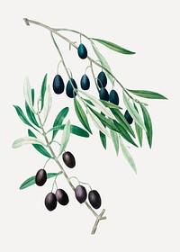 Vintage olive branch plant vector