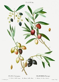 Olive (Olea Europ&aelig;a) from Trait&eacute; des Arbres et Arbustes que l&rsquo;on cultive en France en pleine terre (1801&ndash;1819) by <a href="https://www.rawpixel.com/search/Redout%C3%A9?sort=curated&amp;page=1">Pierre-Joseph Redout&eacute;</a>. Original from the New York Public Library. Digitally enhanced by rawpixel.