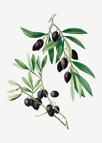 Vintage olive tree branch illustration