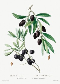 Olive (Olea europaea) from Trait&eacute; des Arbres et Arbustes que l&rsquo;on cultive en France en pleine terre (1801&ndash;1819) by <a href="https://www.rawpixel.com/search/Redout%C3%A9?sort=curated&amp;page=1">Pierre-Joseph Redout&eacute;</a>. Original from the New York Public Library. Digitally enhanced by rawpixel.