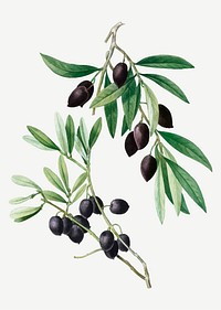 Vintage olive tree branch vector