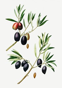 Vintage olive tree branch illustration