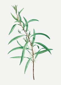 Vintage willow-leaved hakea branch plant illustration