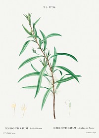 Willow-leaved hakea, Embothrium salicifoliumfrom Trait&eacute; des Arbres et Arbustes que l&rsquo;on cultive en France en pleine terre (1801&ndash;1819) by <a href="https://www.rawpixel.com/search/Redout%C3%A9?sort=curated&amp;page=1">Pierre-Joseph Redout&eacute;</a>. Original from the New York Public Library. Digitally enhanced by rawpixel.