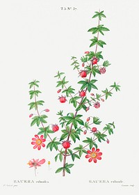 Madder-leaved bauera from Trait&eacute; des Arbres et Arbustes que l&rsquo;on cultive en France en pleine terre (1801&ndash;1819) by <a href="https://www.rawpixel.com/search/Redout%C3%A9?sort=curated&amp;page=1">Pierre-Joseph Redout&eacute;</a>. Original from the New York Public Library. Digitally enhanced by rawpixel.