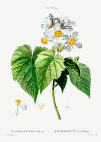 Sparmannia Africana (Sparmannia d&#39;Afrique) from Trait&eacute; des Arbres et Arbustes que l&rsquo;on cultive en France en pleine terre (1801&ndash;1819) by <a href="https://www.rawpixel.com/search/Redout%C3%A9?sort=curated&amp;page=1">Pierre-Joseph Redout&eacute;</a>. Original from the New York Public Library. Digitally enhanced by rawpixel.
