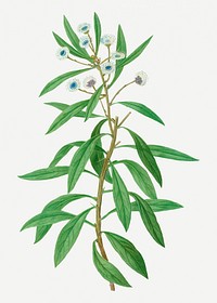 Globe daisy shrub flowering plant illustration