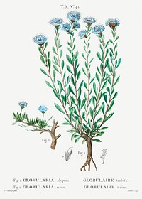 Globe daisies 1. Globularia alypum 2. Globularia nana from Trait&eacute; des Arbres et Arbustes que l&rsquo;on cultive en France en pleine terre (1801&ndash;1819) by <a href="https://www.rawpixel.com/search/Redout%C3%A9?sort=curated&amp;page=1">Pierre-Joseph Redout&eacute;</a>. Original from the New York Public Library. Digitally enhanced by rawpixel.