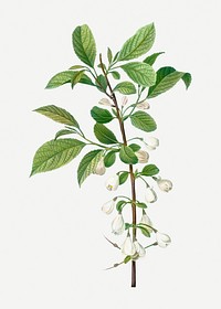 Vintage mountain silverbell branch plant illustration