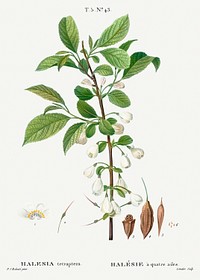 Mountain silverbell, Halesia tetrapterafrom Trait&eacute; des Arbres et Arbustes que l&rsquo;on cultive en France en pleine terre (1801&ndash;1819) by <a href="https://www.rawpixel.com/search/Redout%C3%A9?sort=curated&amp;page=1">Pierre-Joseph Redout&eacute;</a>. Original from the New York Public Library. Digitally enhanced by rawpixel.