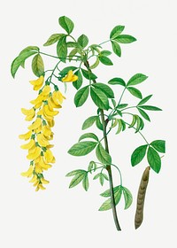Common laburnum flowering plant illustration