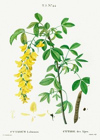 Common laburnum (Cytisus laburnum) from Trait&eacute; des Arbres et Arbustes que l&rsquo;on cultive en France en pleine terre (1801&ndash;1819) by <a href="https://www.rawpixel.com/search/Redout%C3%A9?sort=curated&amp;page=1">Pierre-Joseph Redout&eacute;</a>. Original from the New York Public Library. Digitally enhanced by rawpixel.
